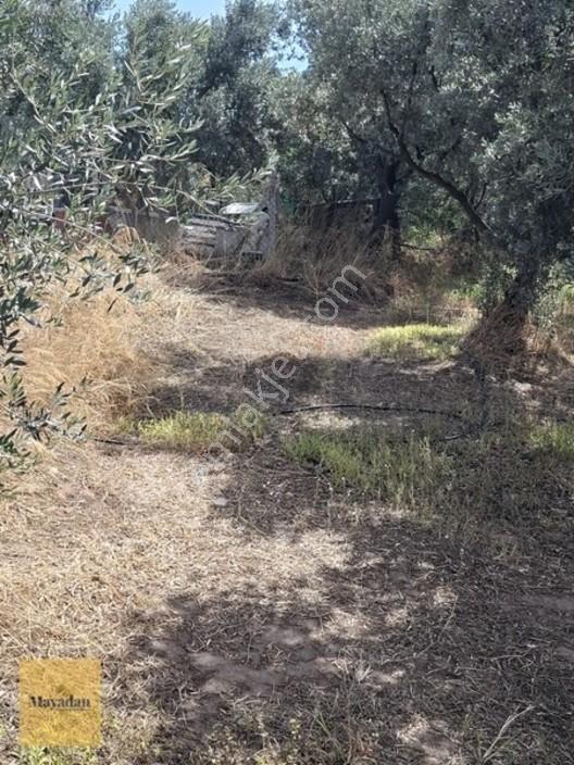 Mayadan Gyo A.ş. Den Erdek Çeltikçi ' De Satılık Zeytinlik — fotoğraf 5