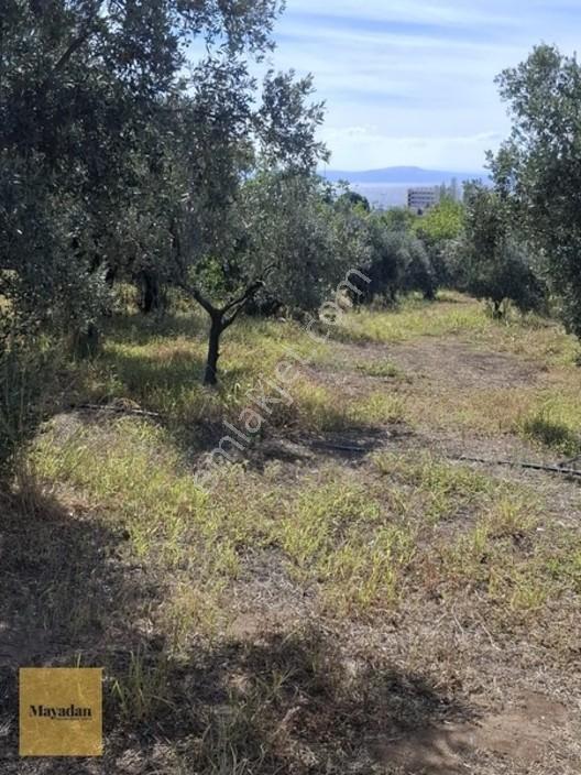 Mayadan Gyo A.ş. Den Erdek Çeltikçi ' De Satılık Zeytinlik — fotoğraf 8