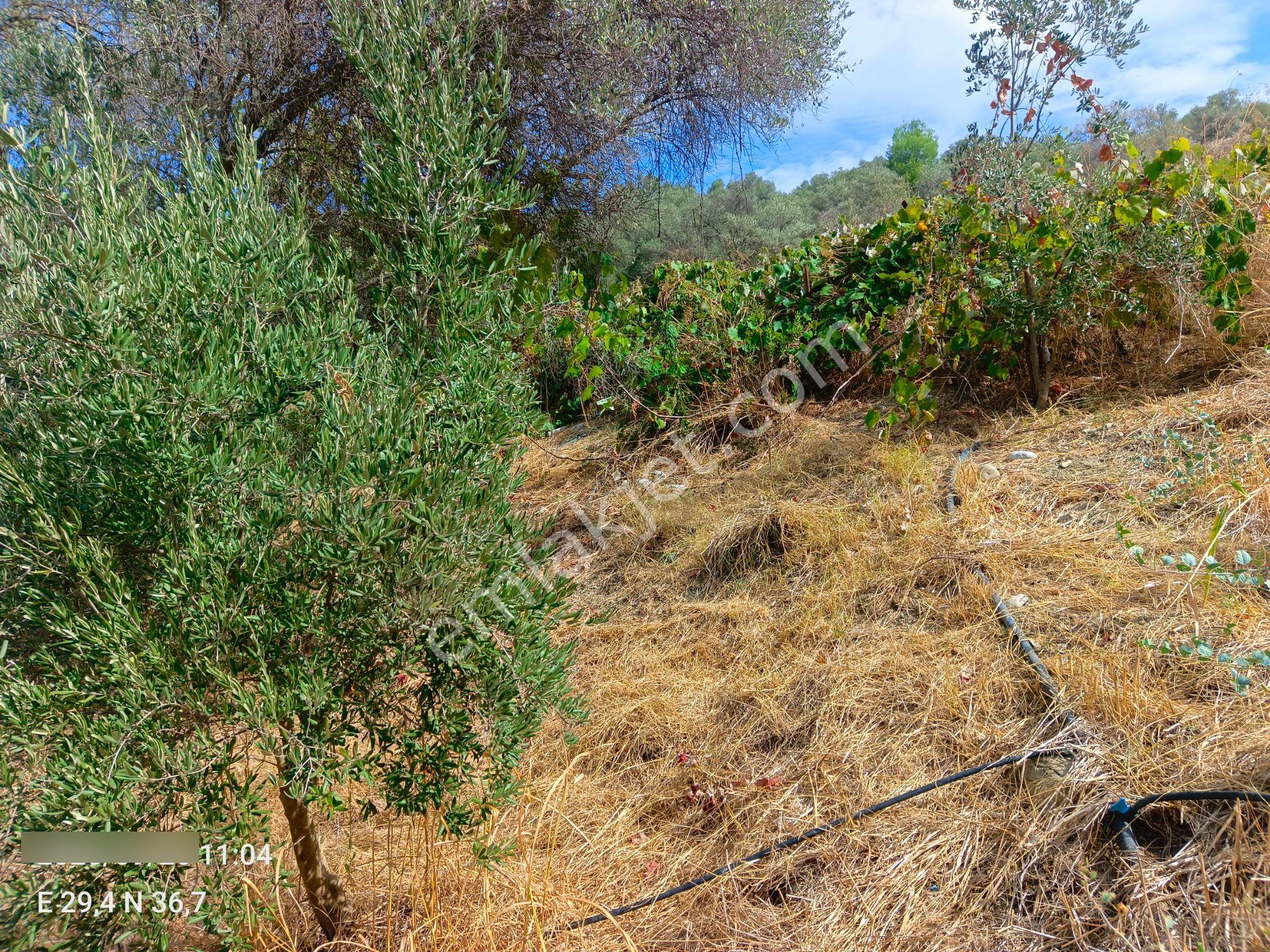 Sahil Atlıdere Müstakil Tapulu Arazi — fotoğraf 4