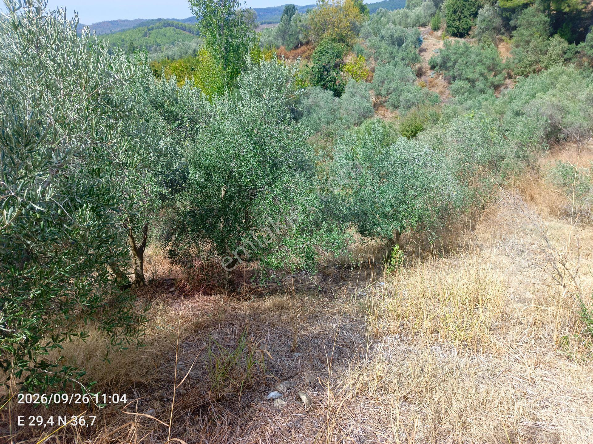 Sahil Atlıdere Müstakil Tapulu Arazi — fotoğraf 5
