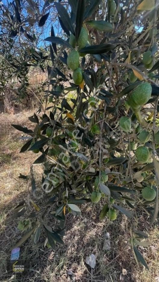 Kozan Divan Emlak'tan Durmuşlu'da Baraj Manzaralı Arsa — fotoğraf 16