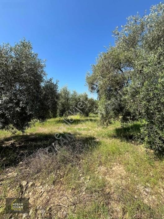 Kozan Divan Emlak'tan Ağlıboğaz'da 416 M2 Arsa — fotoğraf 3