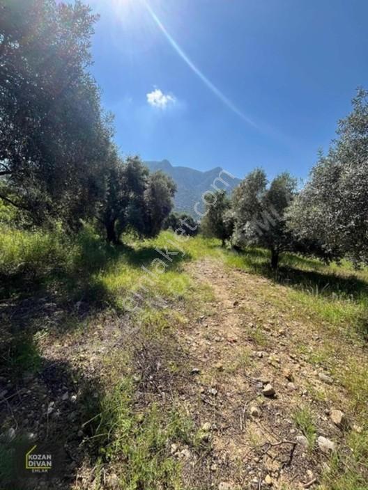 Kozan Divan Emlak'tan Ağlıboğaz'da 416 M2 Arsa — fotoğraf 5
