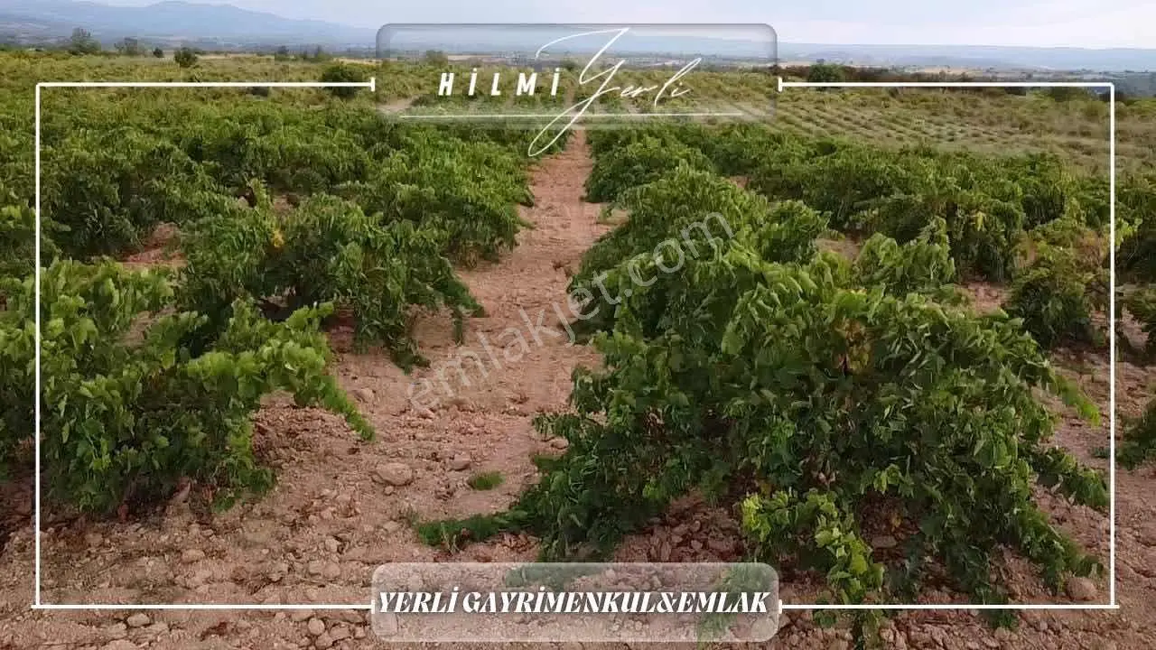 Yerli Gayrimenkul'den Satılık Üzüm Bağı — fotoğraf 3