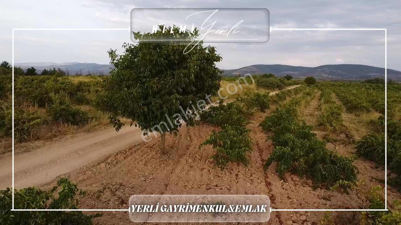 Yerli Gayrimenkul'den Satılık Üzüm Bağı — fotoğraf 4