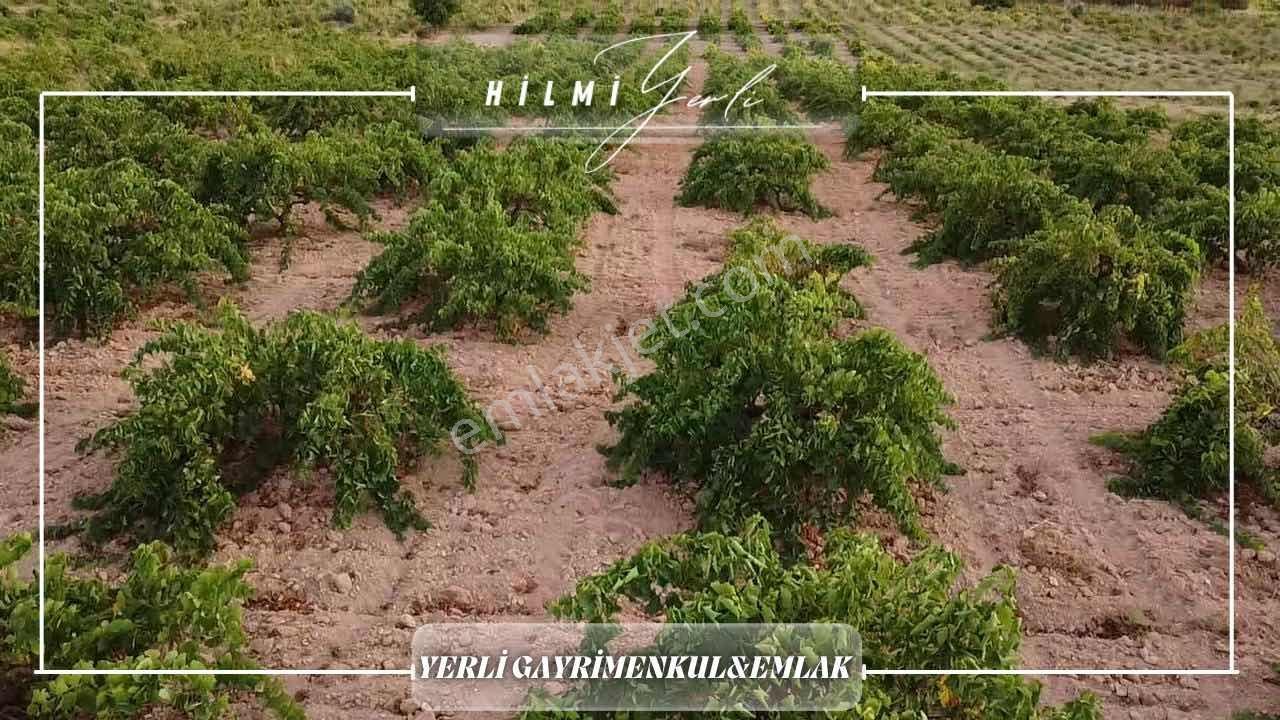 Yerli Gayrimenkul'den Satılık Üzüm Bağı — fotoğraf 11