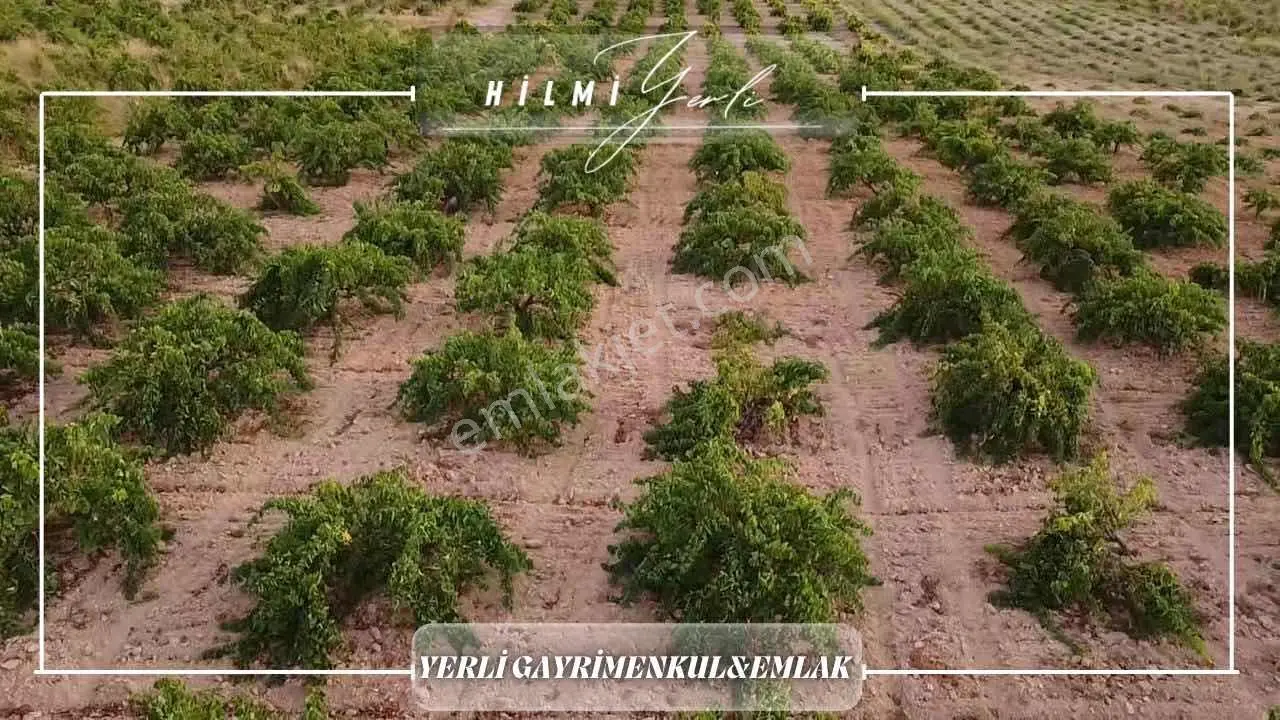 Yerli Gayrimenkul'den Satılık Üzüm Bağı — fotoğraf 17
