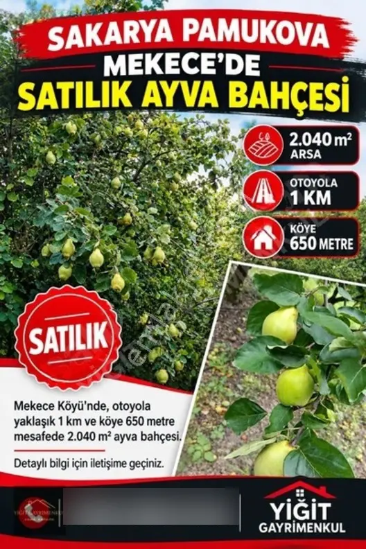 Sakarya Pamukova Mekecede 2.040 M² Satılık Verimli Ayva Bahçesi