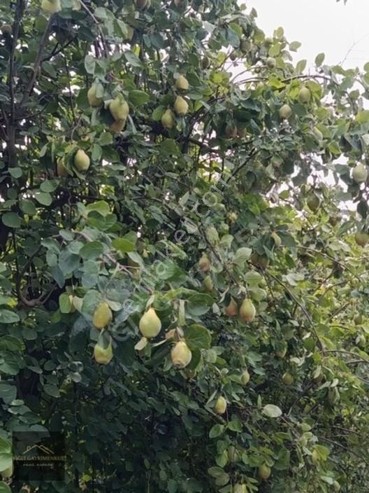 Sakarya Pamukova Mekecede 2.040 M² Satılık Verimli Ayva Bahçesi — fotoğraf 3