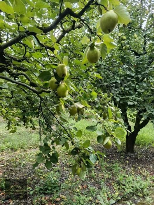 Sakarya Pamukova Mekecede 2.040 M² Satılık Verimli Ayva Bahçesi — fotoğraf 4