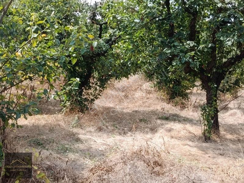 Sakarya Pamukova Mekecede 2.040 M² Satılık Verimli Ayva Bahçesi — fotoğraf 5