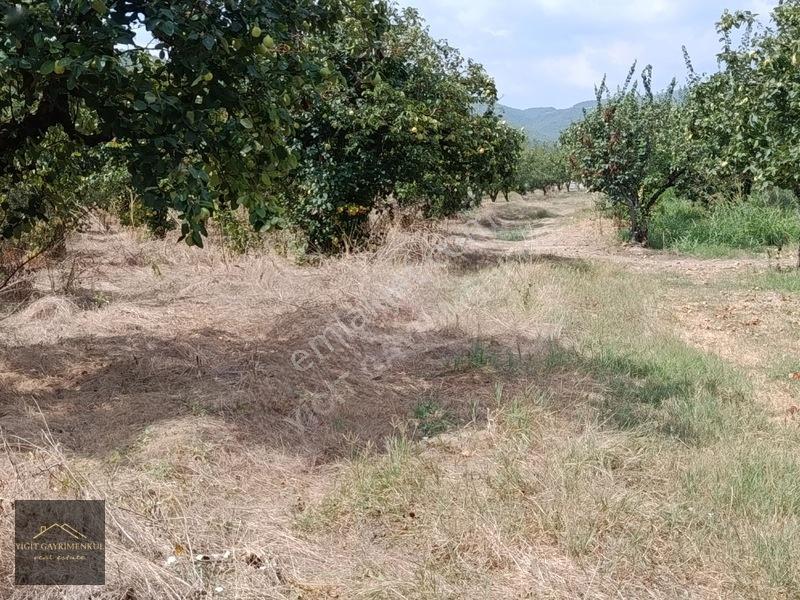 Sakarya Pamukova Mekecede 2.040 M² Satılık Verimli Ayva Bahçesi — fotoğraf 6
