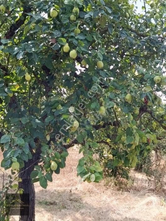 Sakarya Pamukova Mekecede 2.040 M² Satılık Verimli Ayva Bahçesi — fotoğraf 7