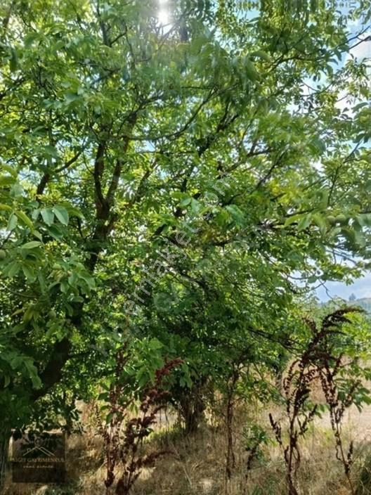 Sakarya Pamukova Mekecede 2.040 M² Satılık Verimli Ayva Bahçesi — fotoğraf 8