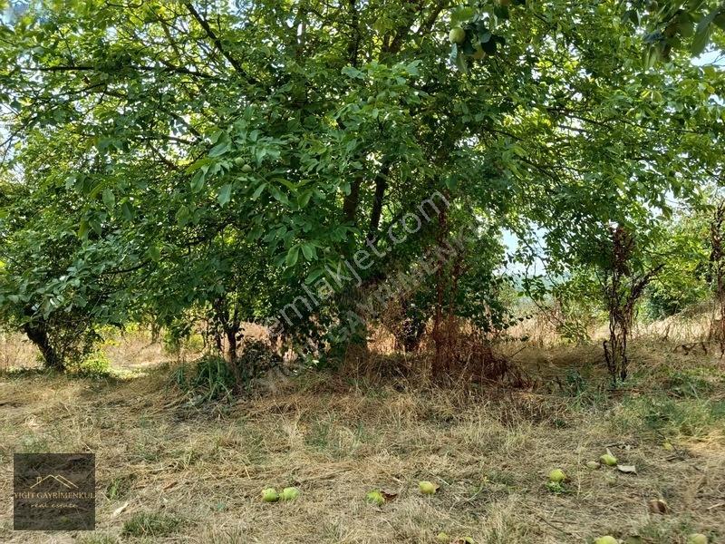 Sakarya Pamukova Mekecede 2.040 M² Satılık Verimli Ayva Bahçesi — fotoğraf 9