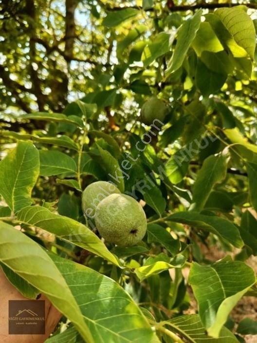 Sakarya Pamukova Mekecede 2.040 M² Satılık Verimli Ayva Bahçesi — fotoğraf 10