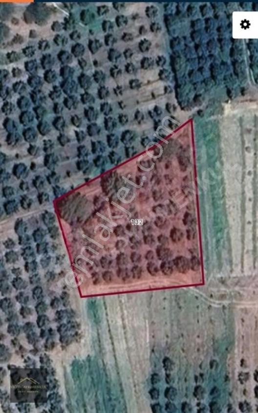 Sakarya Pamukova Mekecede 2.040 M² Satılık Verimli Ayva Bahçesi — fotoğraf 12