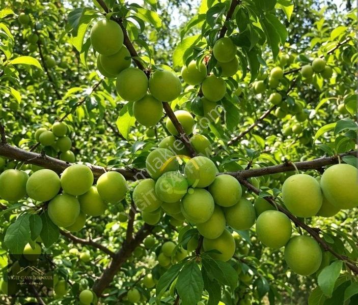 Sakarya Pamukova Mekecede 2.040 M² Satılık Verimli Ayva Bahçesi — fotoğraf 16