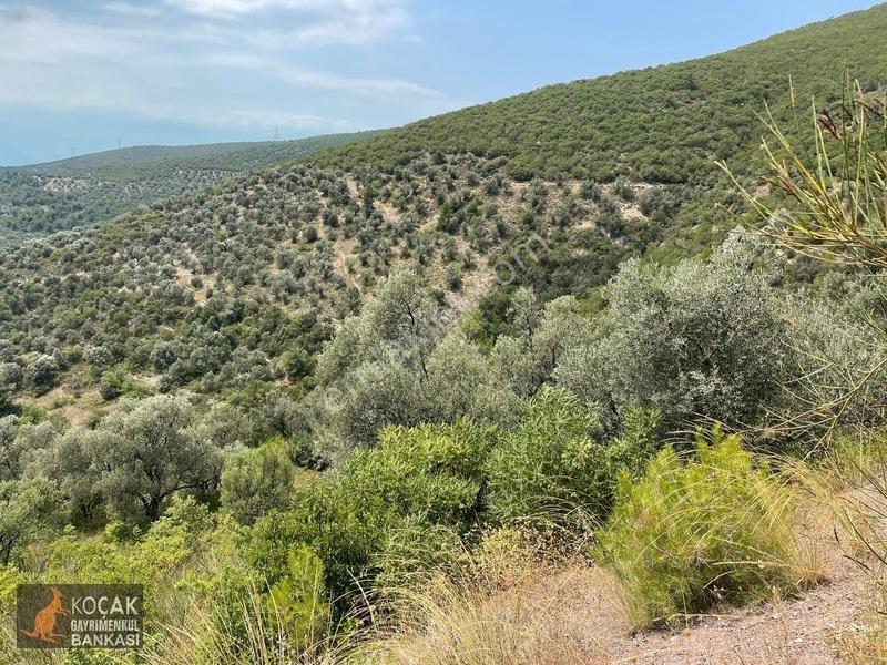Dereköy Mah Araç Takaslı Satılık Göl Manzaralı 17 D. Zeytinlik — fotoğraf 19