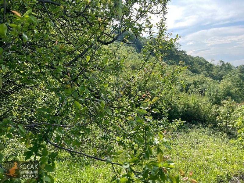 Muhteşem Doğa Ve Göl Manzarasıyla Göllüce Köyünde 3981m2 Arazi — fotoğraf 12