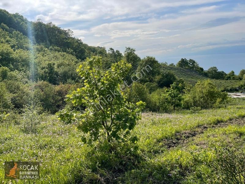 Muhteşem Doğa Ve Göl Manzarasıyla Göllüce Köyünde 3981m2 Arazi — fotoğraf 19