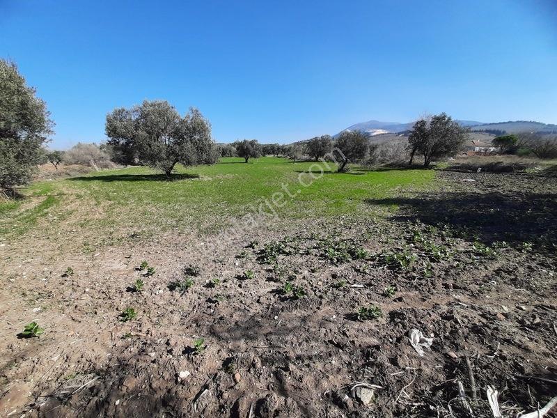 İmarlı 4800 M2 Çiftlik Arazisi — fotoğraf 14