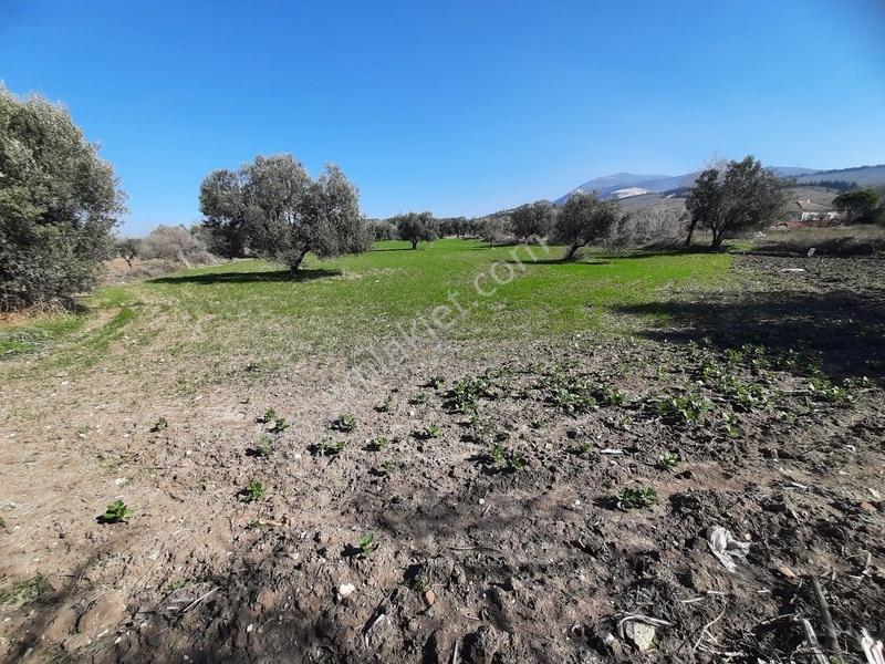 İmarlı 4800 M2 Çiftlik Arazisi — fotoğraf 15