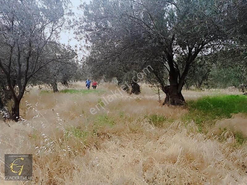 Bergama Zeytindağ Mevkiinde Tek Tapu Satılık Zeytinlik