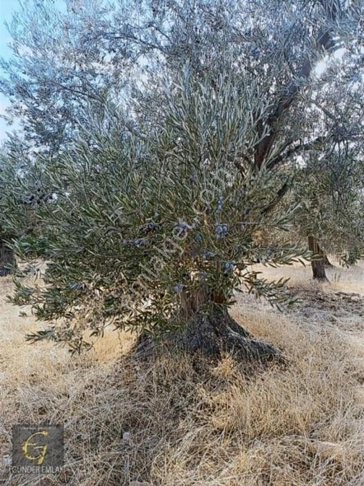 Bergama Zeytindağ Mevkiinde Tek Tapu Satılık Zeytinlik — fotoğraf 3