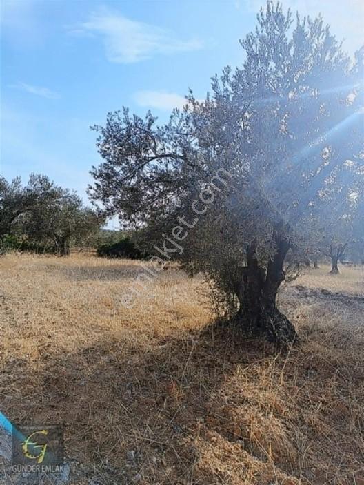 Bergama Zeytindağ Mevkiinde Tek Tapu Satılık Zeytinlik — fotoğraf 5
