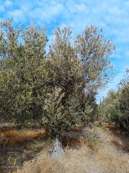 Bergama Zeytindağ Mevkiinde Tek Tapu Satılık Zeytinlik — fotoğraf 6