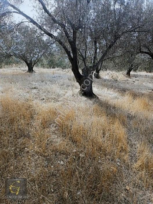 Bergama Zeytindağ Mevkiinde Tek Tapu Satılık Zeytinlik — fotoğraf 7
