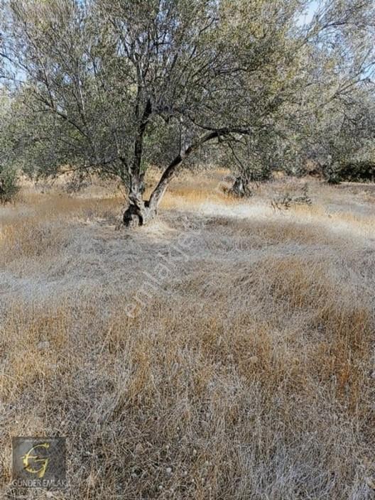 Bergama Zeytindağ Mevkiinde Tek Tapu Satılık Zeytinlik — fotoğraf 8
