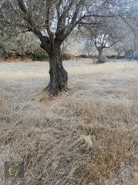 Bergama Zeytindağ Mevkiinde Tek Tapu Satılık Zeytinlik — fotoğraf 9