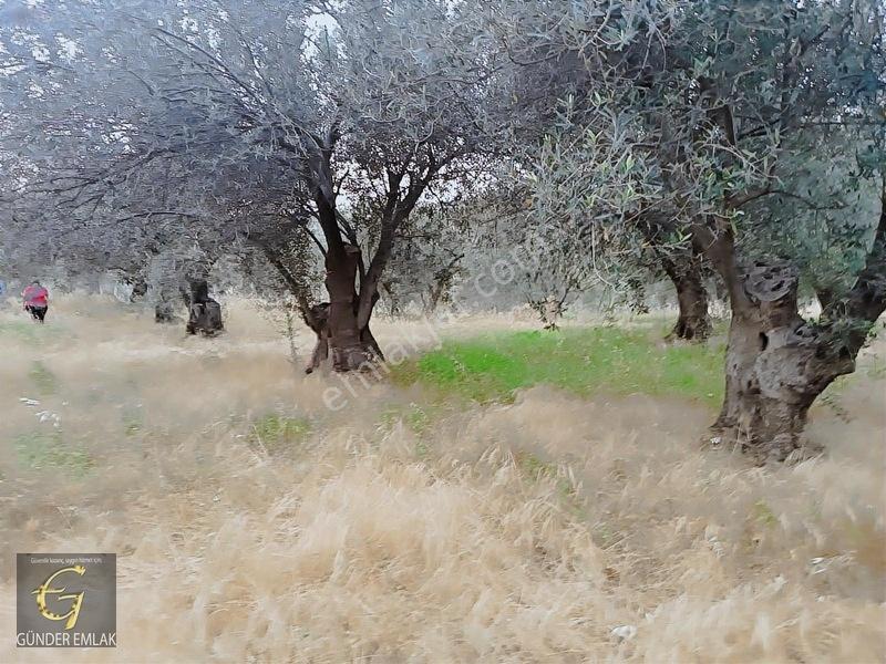 Bergama Zeytindağ Mevkiinde Tek Tapu Satılık Zeytinlik — fotoğraf 10