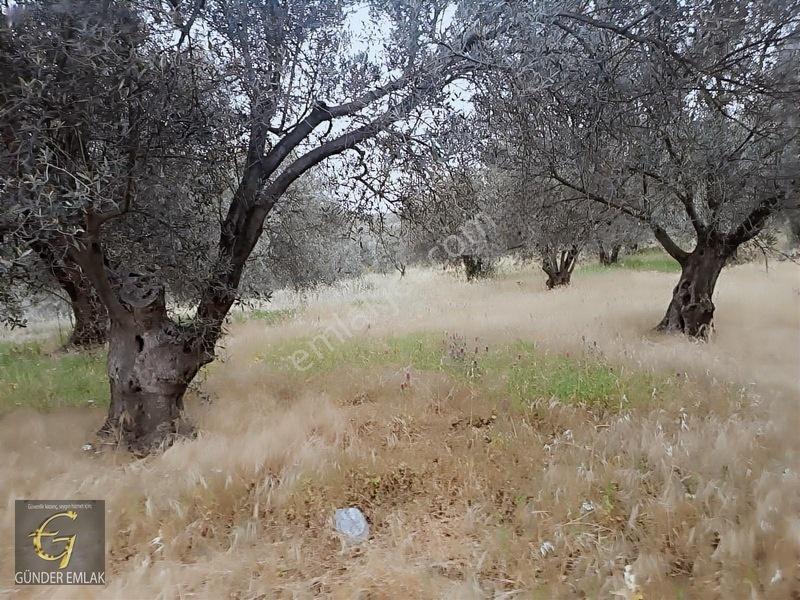 Bergama Zeytindağ Mevkiinde Tek Tapu Satılık Zeytinlik — fotoğraf 11