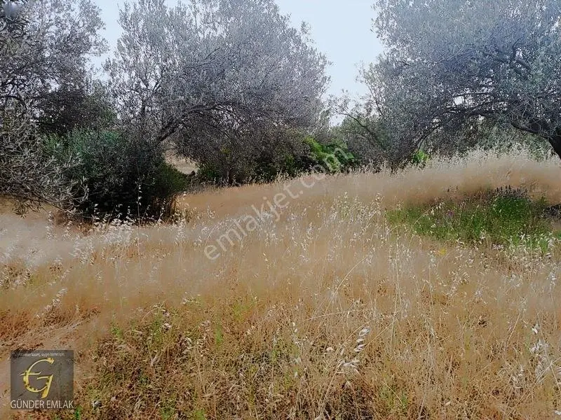 Bergama Zeytindağ Mevkiinde Tek Tapu Satılık Zeytinlik — fotoğraf 12