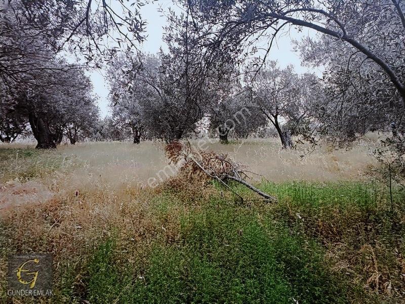 Bergama Zeytindağ Mevkiinde Tek Tapu Satılık Zeytinlik — fotoğraf 13
