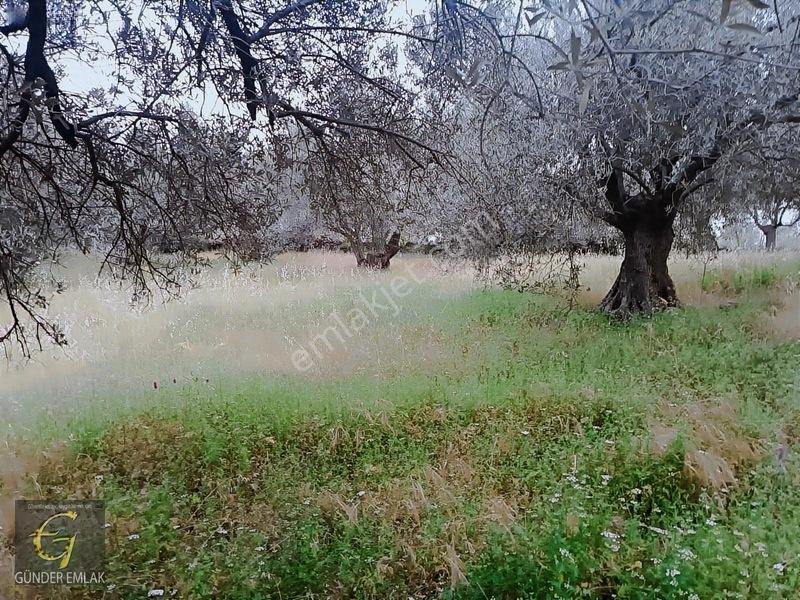 Bergama Zeytindağ Mevkiinde Tek Tapu Satılık Zeytinlik — fotoğraf 14