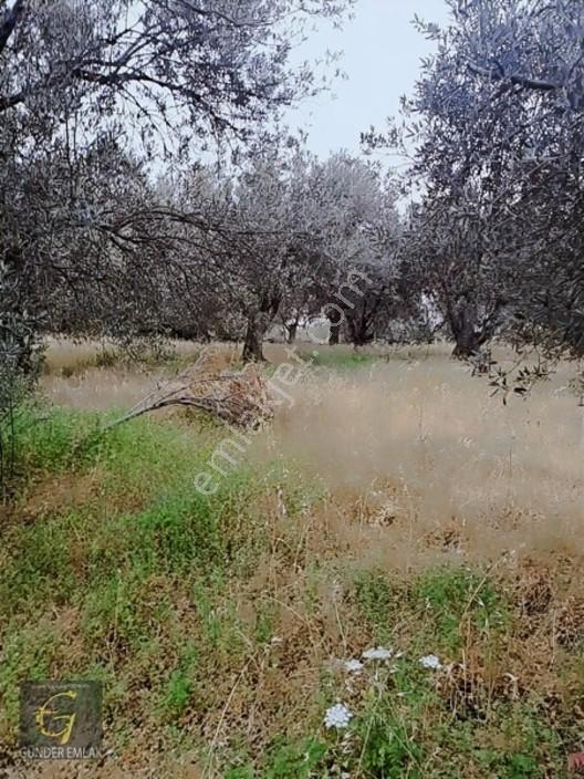 Bergama Zeytindağ Mevkiinde Tek Tapu Satılık Zeytinlik — fotoğraf 15