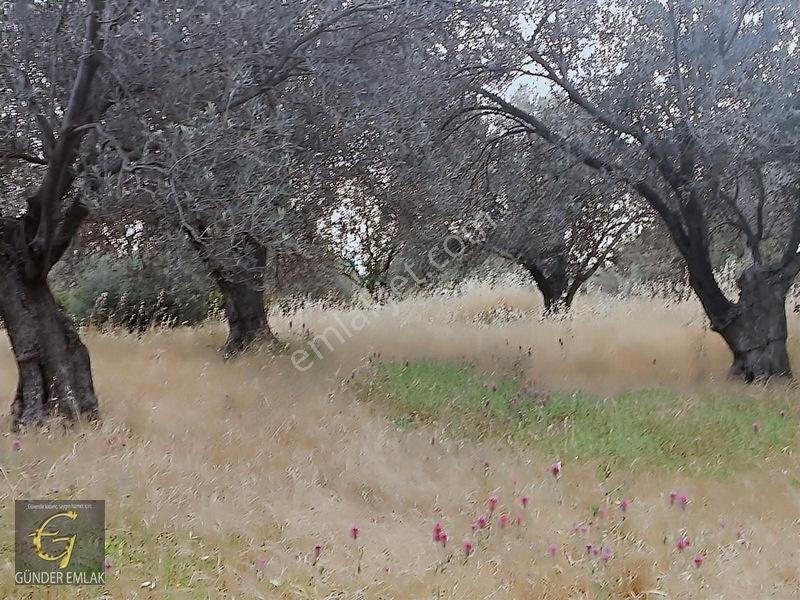 Bergama Zeytindağ Mevkiinde Tek Tapu Satılık Zeytinlik — fotoğraf 16