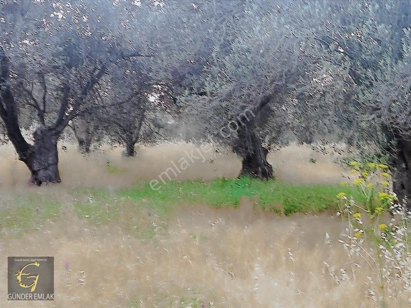 Bergama Zeytindağ Mevkiinde Tek Tapu Satılık Zeytinlik — fotoğraf 17