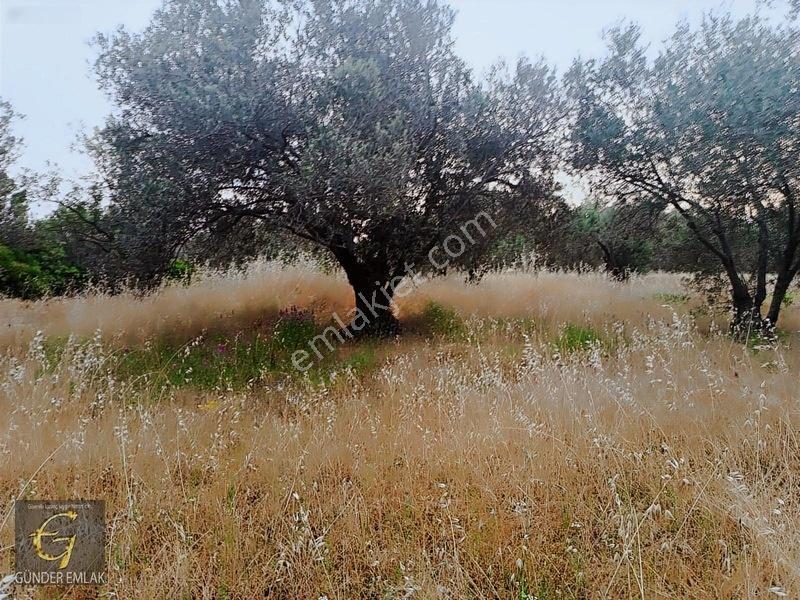 Bergama Zeytindağ Mevkiinde Tek Tapu Satılık Zeytinlik — fotoğraf 18