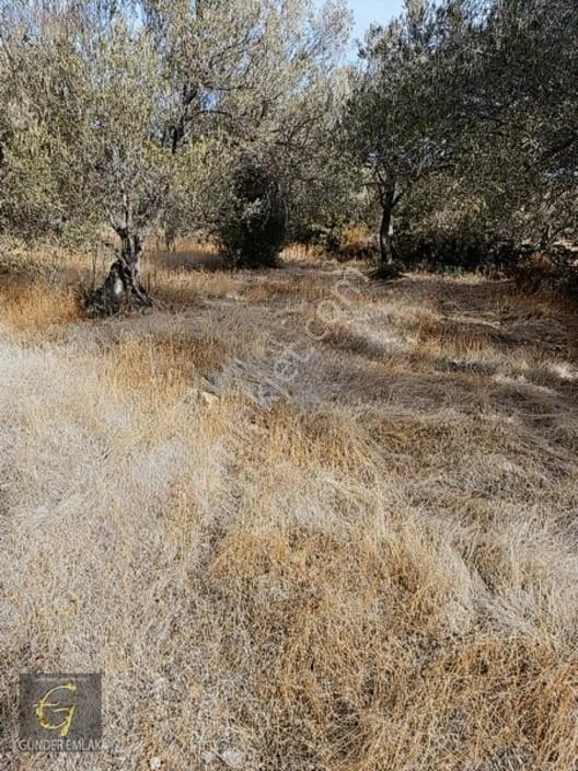 Bergama Zeytindağ Mevkiinde Tek Tapu Satılık Zeytinlik — fotoğraf 19