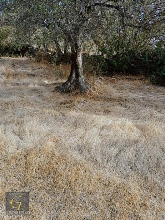 Bergama Zeytindağ Mevkiinde Tek Tapu Satılık Zeytinlik — fotoğraf 20