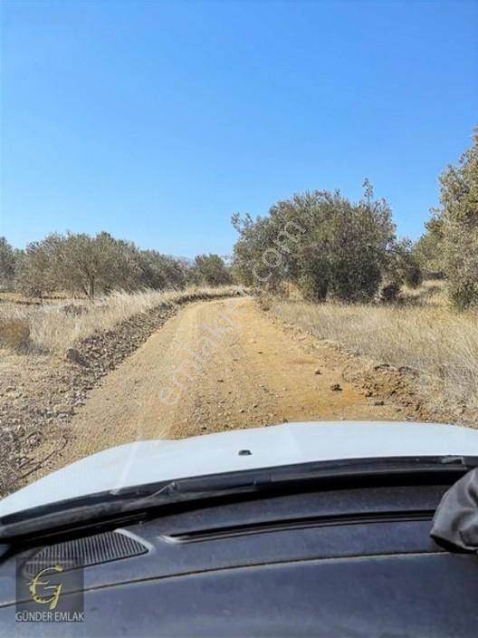 Bergama Zeytindağ Mevkiinde Tek Tapu Satılık Zeytinlik — fotoğraf 21