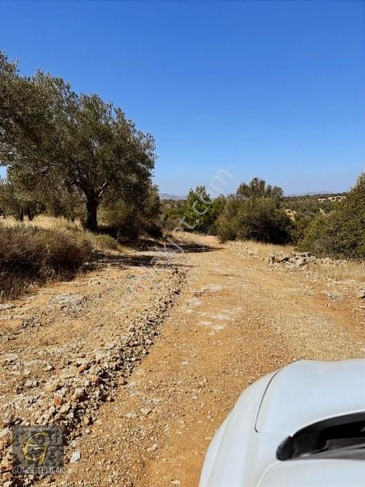 Bergama Zeytindağ Mevkiinde Tek Tapu Satılık Zeytinlik — fotoğraf 24