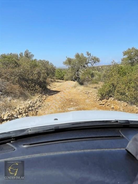Bergama Zeytindağ Mevkiinde Tek Tapu Satılık Zeytinlik — fotoğraf 25