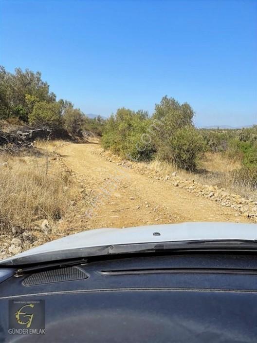 Bergama Zeytindağ Mevkiinde Tek Tapu Satılık Zeytinlik — fotoğraf 26