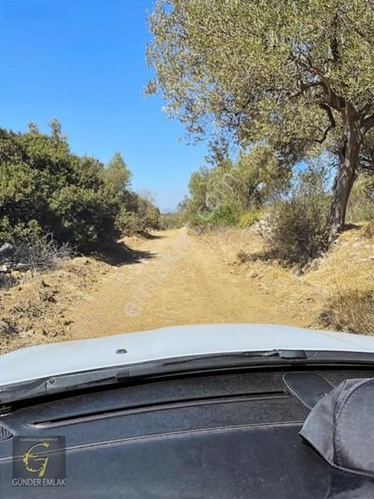 Bergama Zeytindağ Mevkiinde Tek Tapu Satılık Zeytinlik — fotoğraf 27